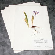 100% Rag Herbarium Mounting Paper